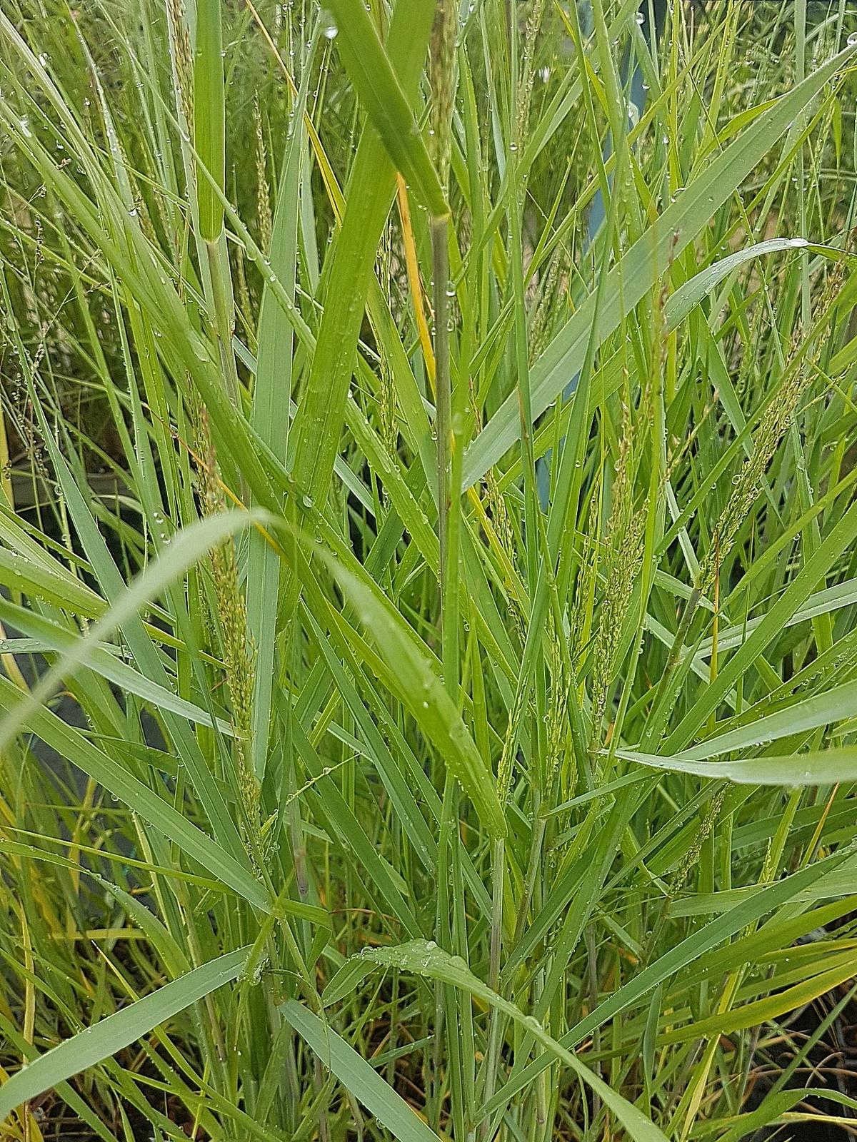 G0092 Grass Panicum Virgatum Prairie Sky - View 20 from www redcrocus com