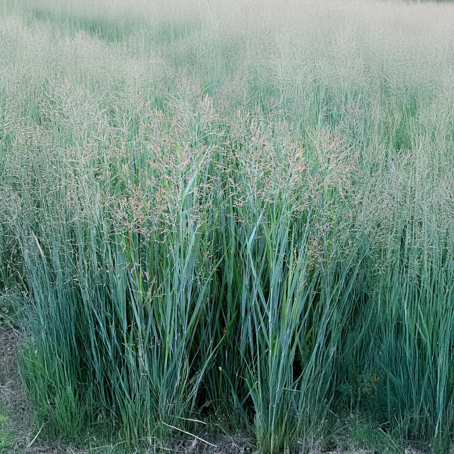 G0092 Grass Panicum Virgatum Prairie Sky - View 2 from www redcrocus com