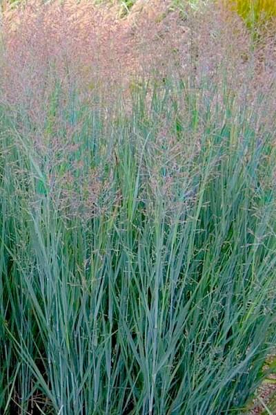 G0092 Grass Panicum Virgatum Prairie Sky - View 4 from www redcrocus com