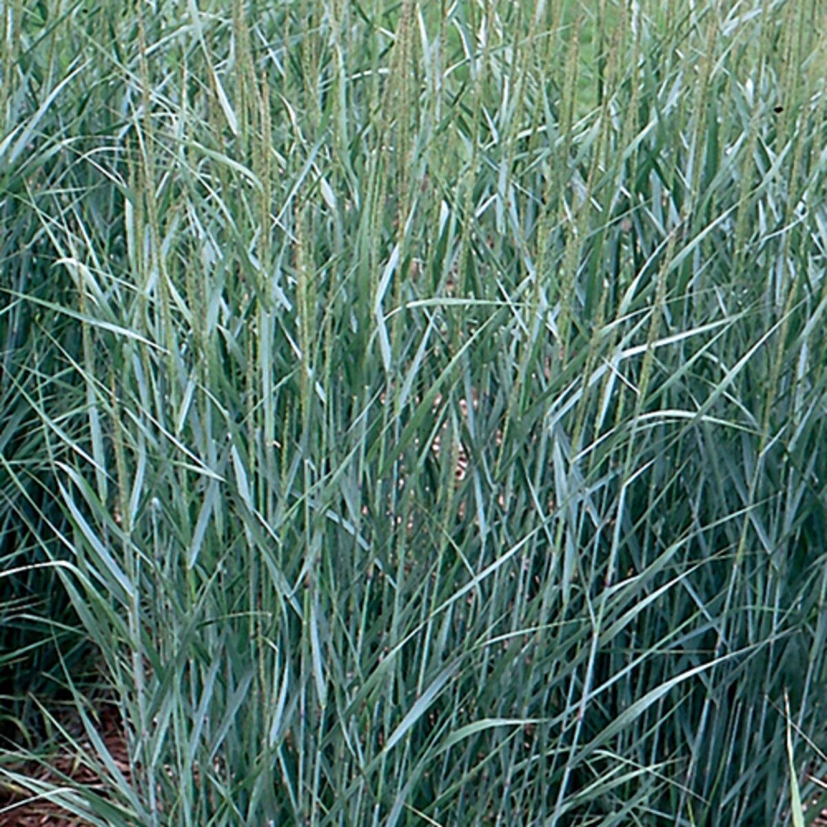 G0092 Grass Panicum Virgatum Prairie Sky - View 5 from www redcrocus com