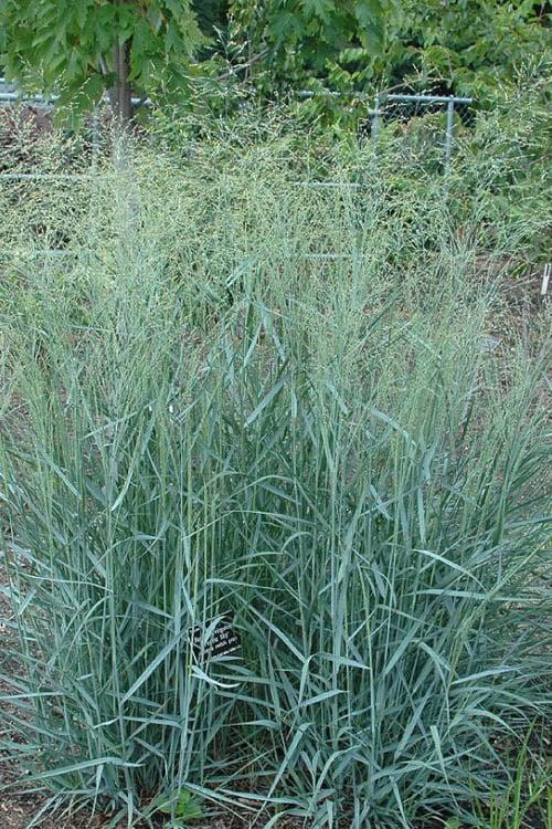 G0092 Grass Panicum Virgatum Prairie Sky - View 6 from www redcrocus com
