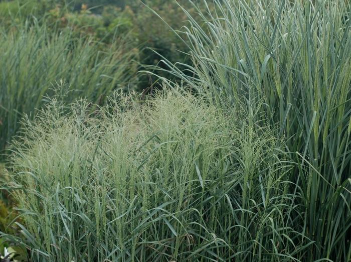 G0092 Grass Panicum Virgatum Prairie Sky - View 7 from www redcrocus com