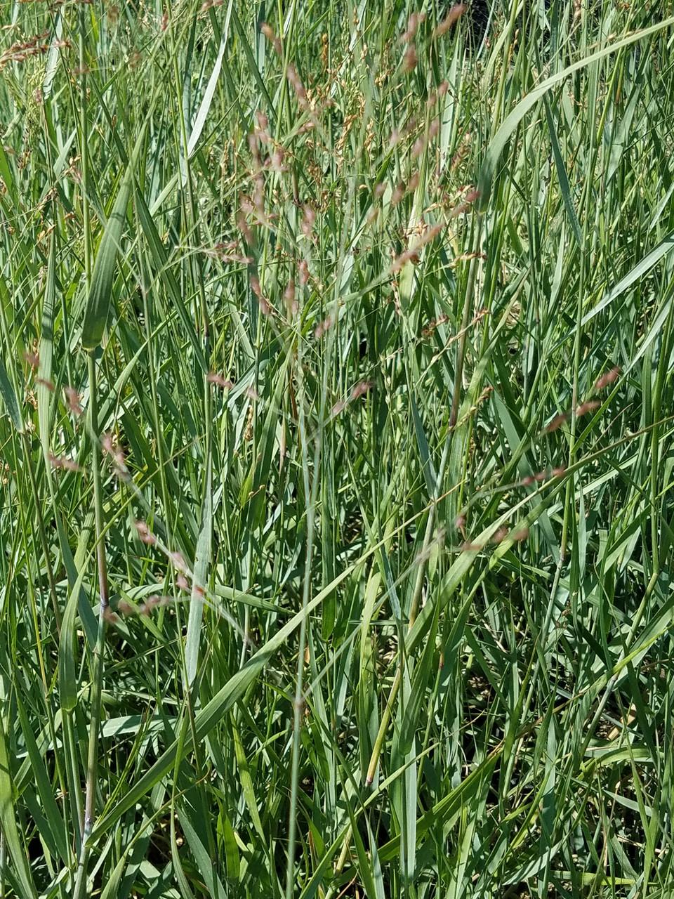 G0092 Grass Panicum Virgatum Prairie Sky - View 8 from www redcrocus com