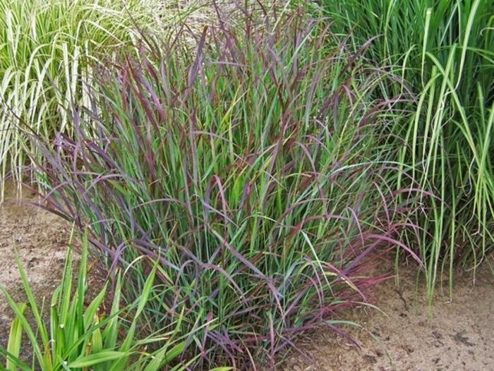 G0092 Grass Panicum Virgatum Prairie Sky - View 9 from www redcrocus com