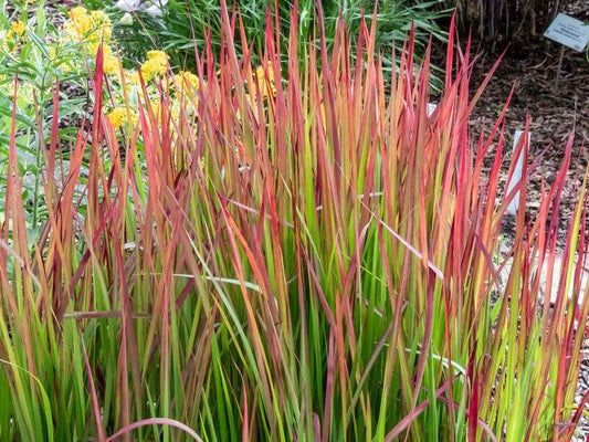 G0095 Grass Imperata Cylindrica Red Baron - View 13 from www redcrocus com