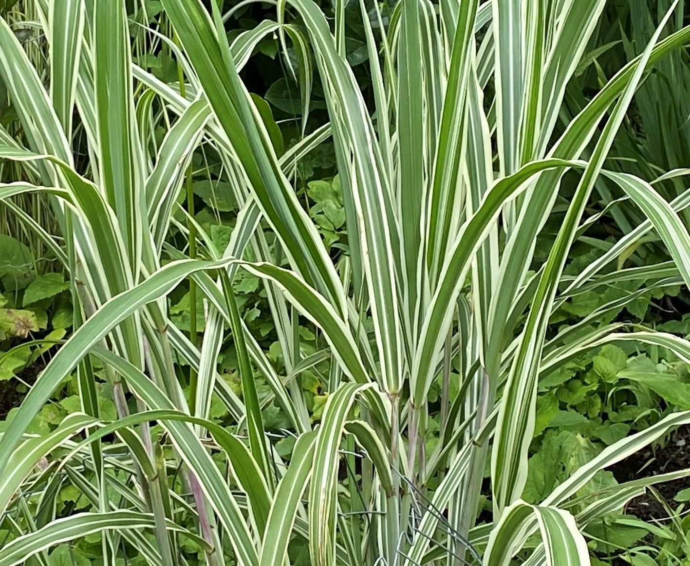 G0109 Grass, Calamagrostis X Acutiflora 'lightning Strike' - View 12 from www redcrocus com