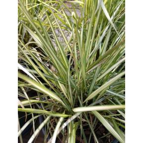 G0109 Grass, Calamagrostis X Acutiflora 'lightning Strike' - View 15 from www redcrocus com