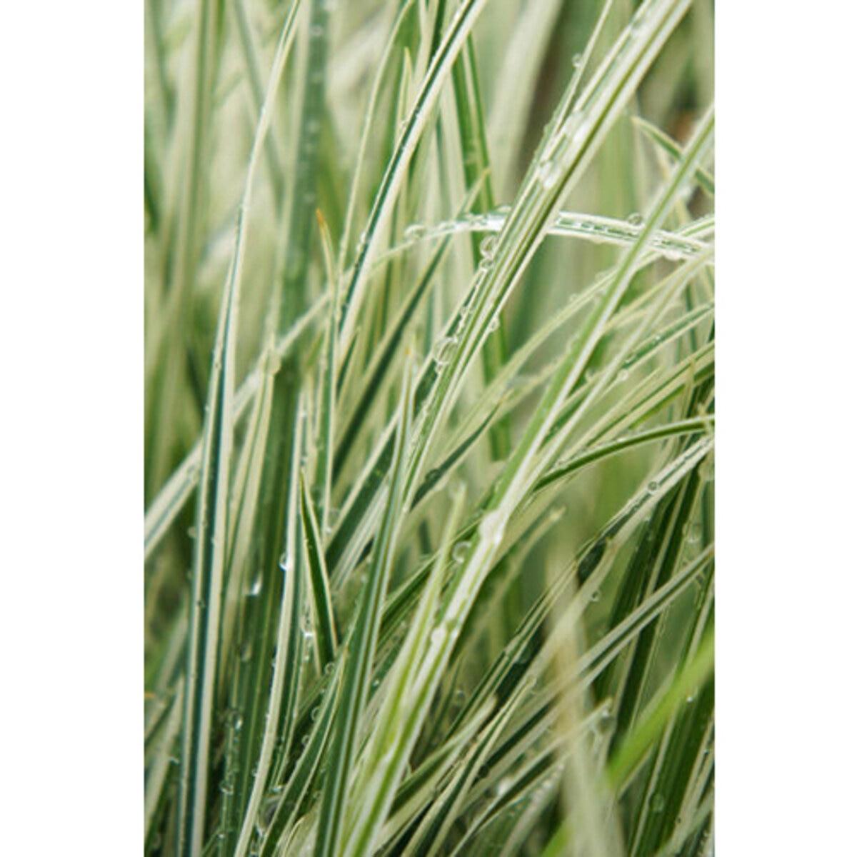 G0109 Grass, Calamagrostis X Acutiflora 'lightning Strike' - View 16 from www redcrocus com