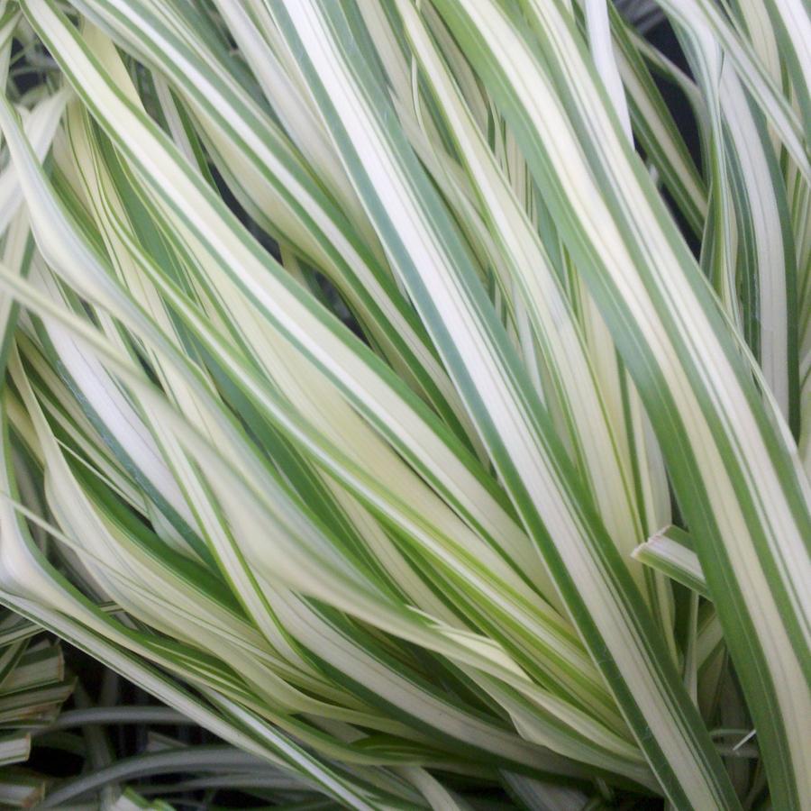 G0109 Grass, Calamagrostis X Acutiflora 'lightning Strike' - View 17 from www redcrocus com