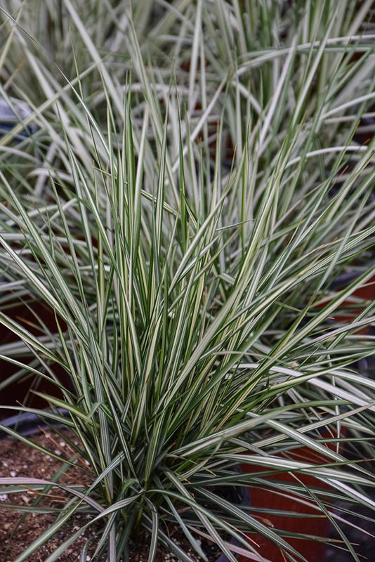 G0109 Grass, Calamagrostis X Acutiflora 'lightning Strike' - View 2 from www redcrocus com
