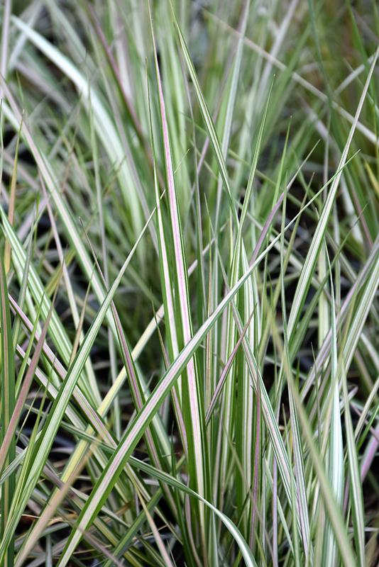 G0109 Grass, Calamagrostis X Acutiflora 'lightning Strike' - View 3 from www redcrocus com
