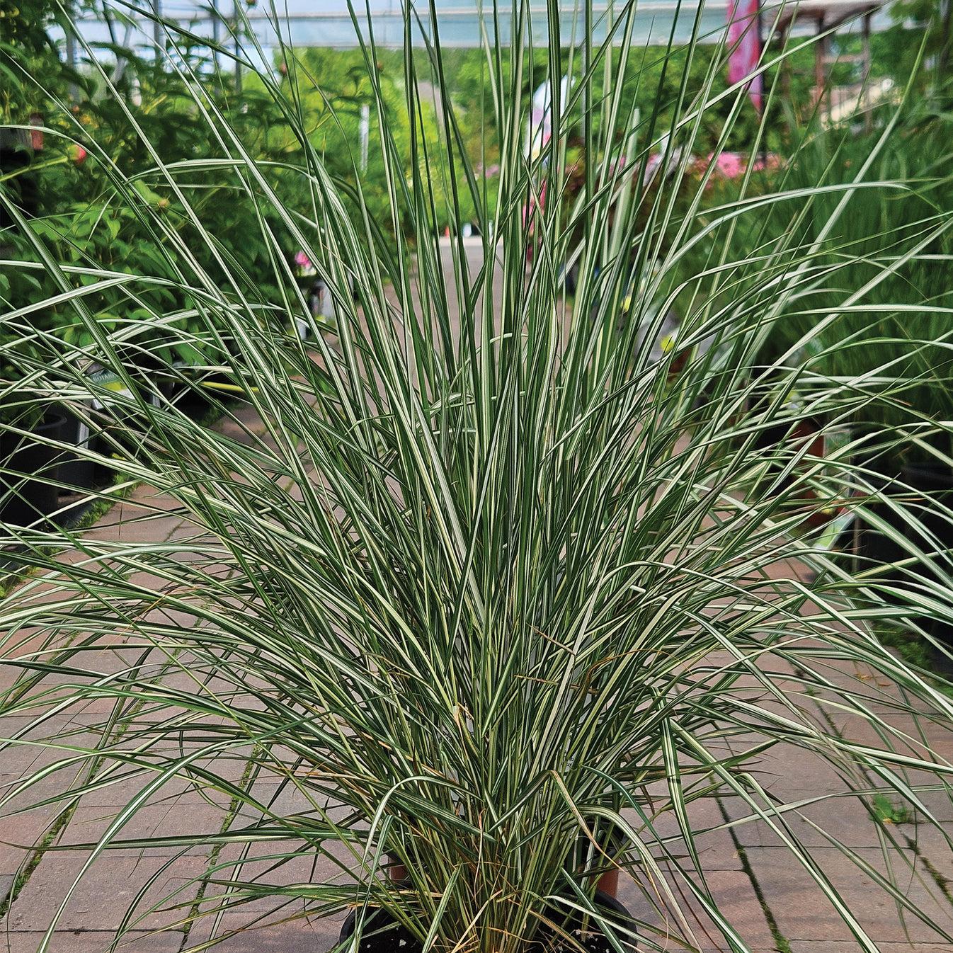 G0109 Grass, Calamagrostis X Acutiflora 'lightning Strike' - View 8 from www redcrocus com