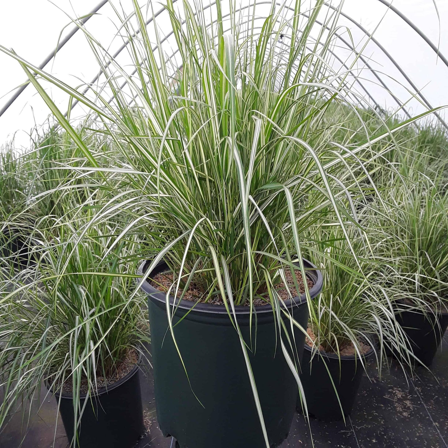 G0109 Grass Calamagrostis X Acutiflora Lightning Strike - View 10 from www redcrocus com