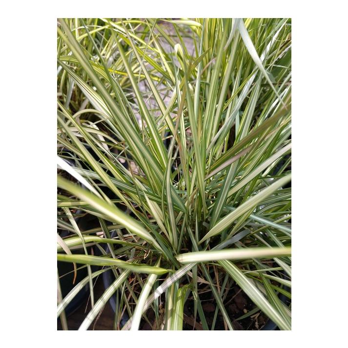 G0109 Grass Calamagrostis X Acutiflora Lightning Strike - View 13 from www redcrocus com