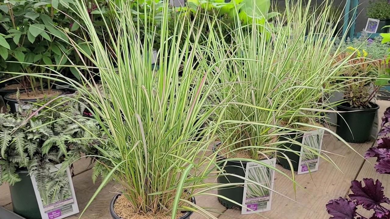 G0109 Grass Calamagrostis X Acutiflora Lightning Strike - View 16 from www redcrocus com