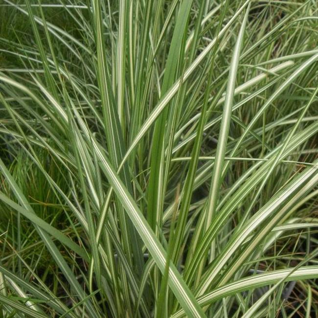 G0109 Grass Calamagrostis X Acutiflora Lightning Strike - View 5 from www redcrocus com