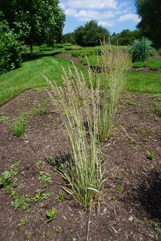 G0109 Grass Calamagrostis X Acutiflora Lightning Strike - View 7 from www redcrocus com