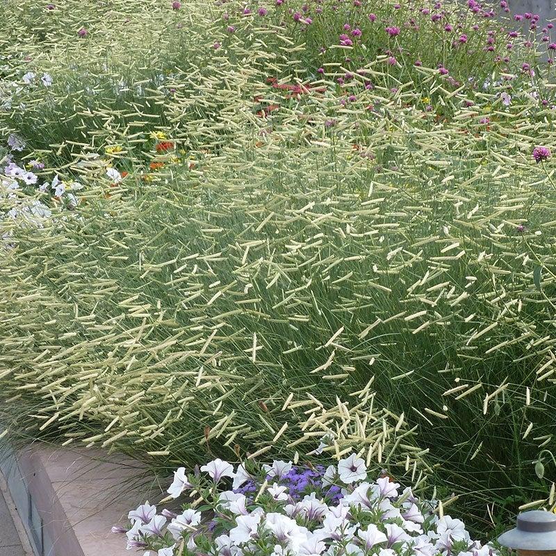 G0117 Grass, Bouteloua 'blonde Ambition' - View 12 from www redcrocus com