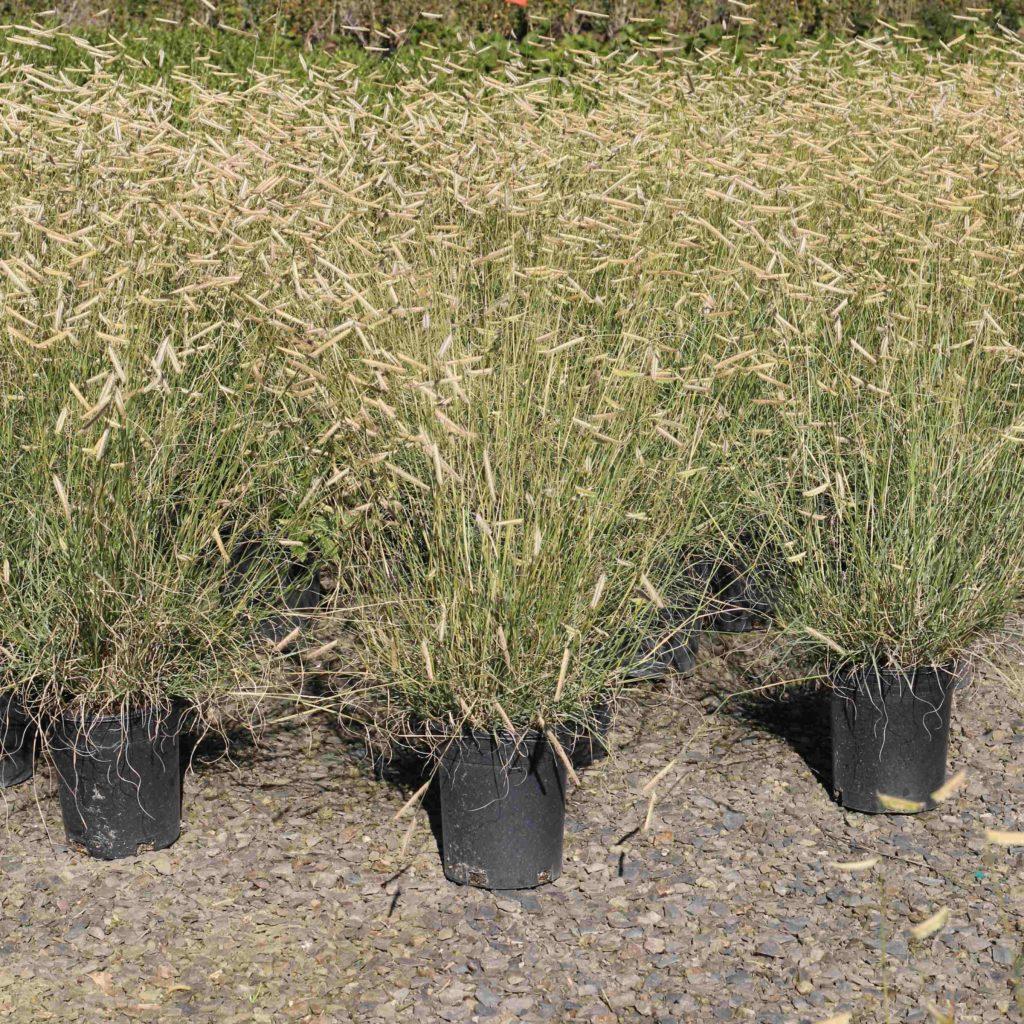 G0117 Grass, Bouteloua 'blonde Ambition' - View 13 from www redcrocus com