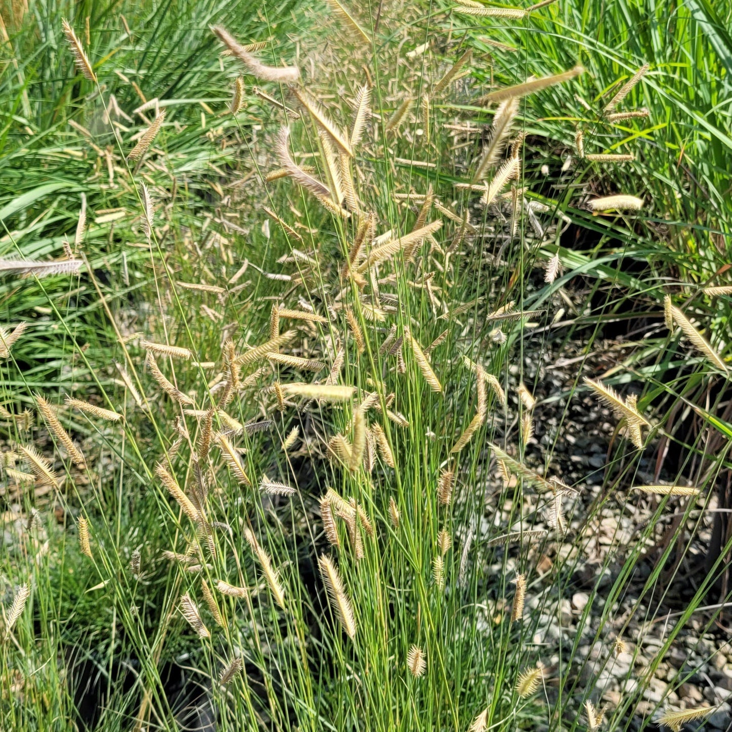 G0117 Grass, Bouteloua 'blonde Ambition' - View 14 from www redcrocus com