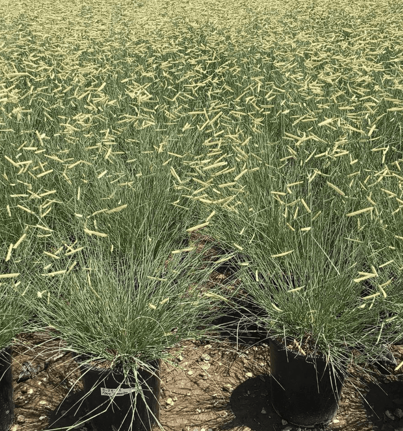 G0117 Grass, Bouteloua 'blonde Ambition' - View 15 from www redcrocus com
