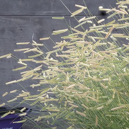 G0117 Grass, Bouteloua 'blonde Ambition' - View 19 from www redcrocus com