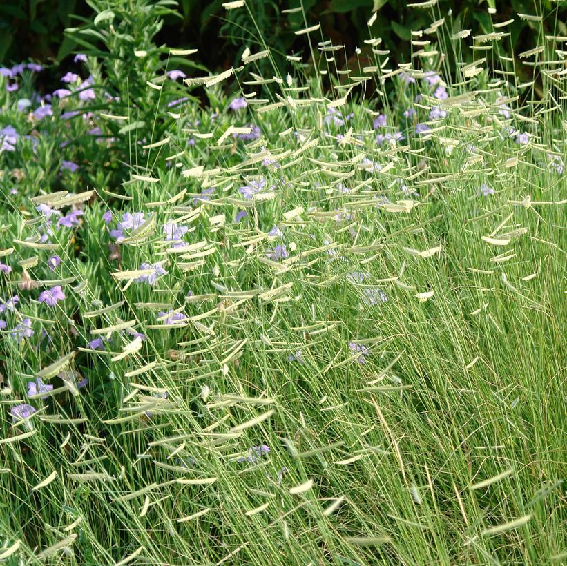 G0117 Grass, Bouteloua 'blonde Ambition' - View 20 from www redcrocus com