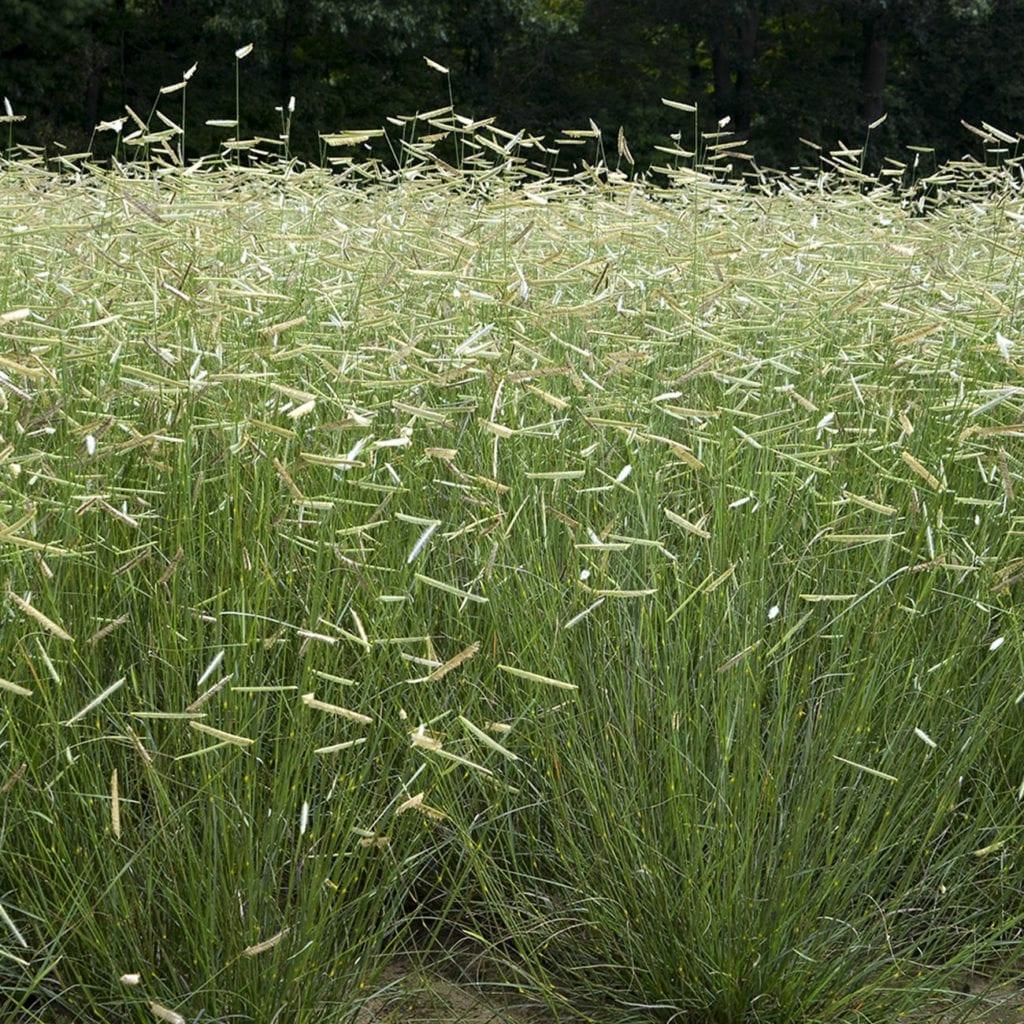 G0117 Grass, Bouteloua 'blonde Ambition' - View 2 from www redcrocus com