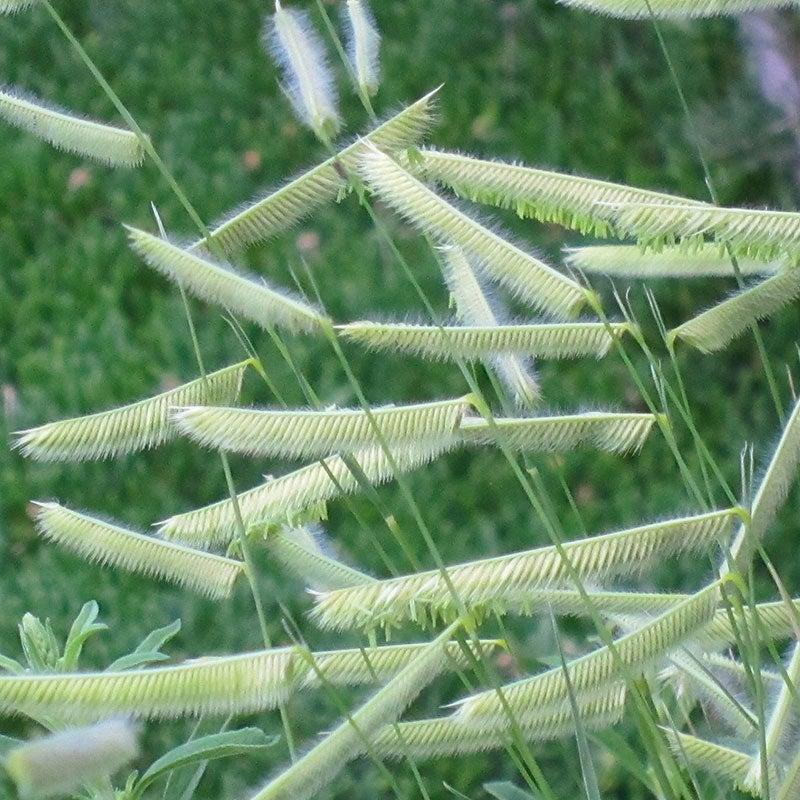 G0117 Grass, Bouteloua 'blonde Ambition' - View 3 from www redcrocus com