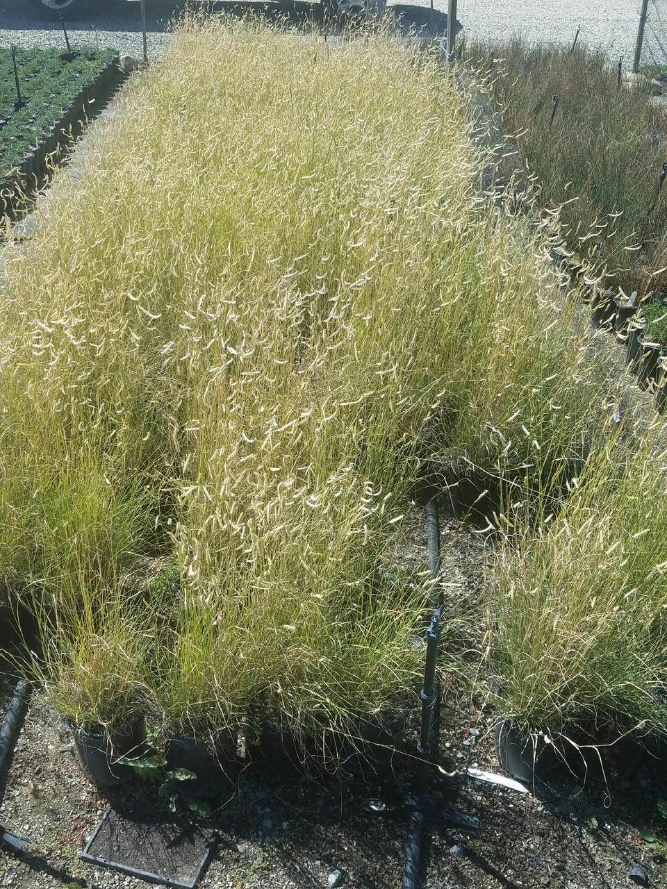 G0117 Grass, Bouteloua 'blonde Ambition' - View 5 from www redcrocus com