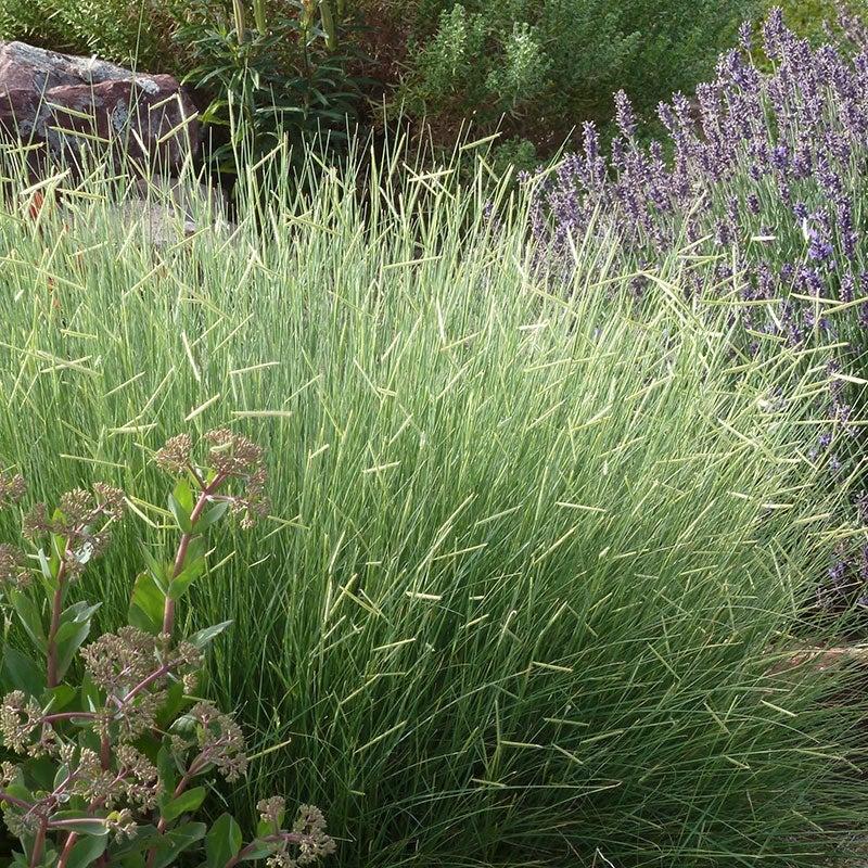 G0117 Grass, Bouteloua 'blonde Ambition' - View 6 from www redcrocus com