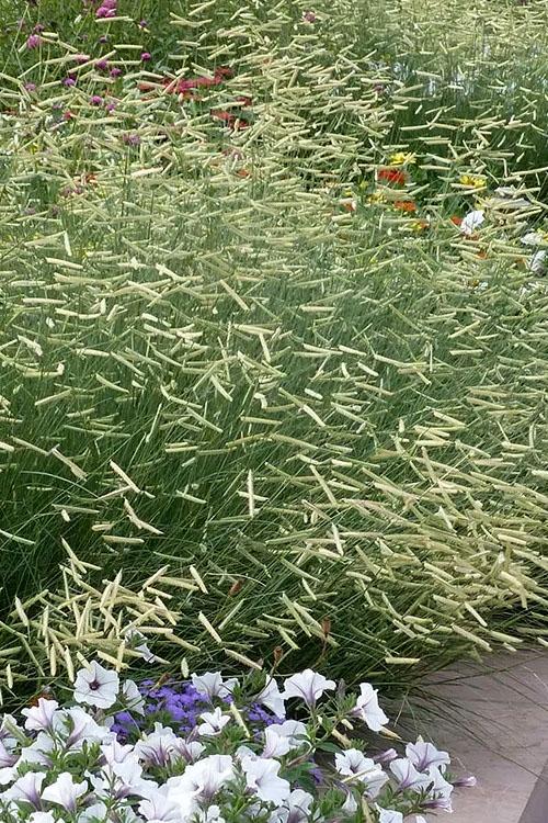 G0117 Grass, Bouteloua 'blonde Ambition' - View 7 from www redcrocus com