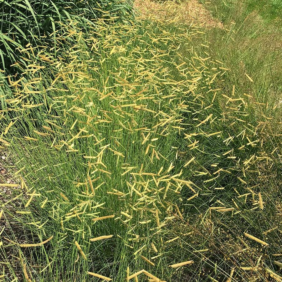 G0117 Grass, Bouteloua 'blonde Ambition' - View 9 from www redcrocus com