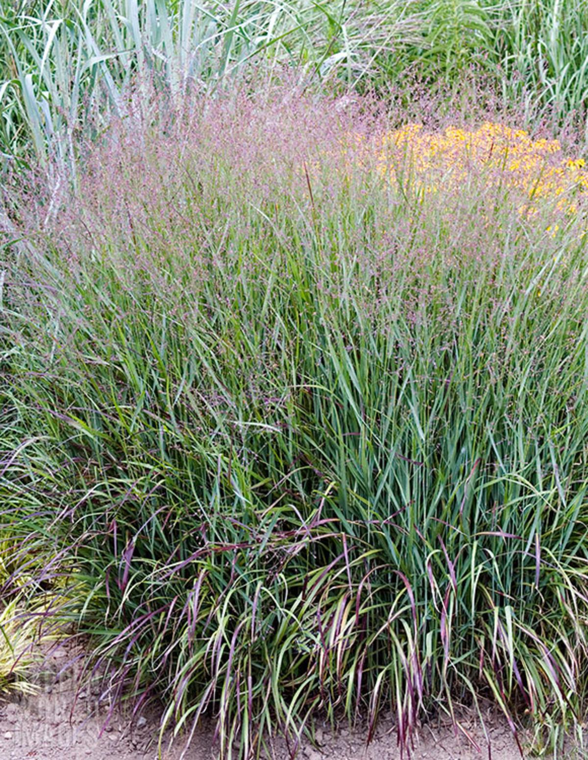 G0119 Grass, Panicum Virgatum 'shenandoah' - View 11 from www redcrocus com