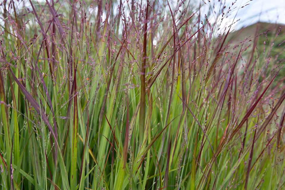 G0119 Grass, Panicum Virgatum 'shenandoah' - View 12 from www redcrocus com