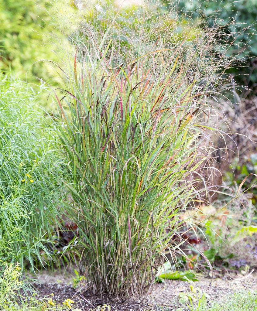 G0119 Grass, Panicum Virgatum 'shenandoah' - View 14 from www redcrocus com