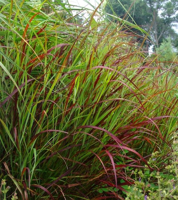 G0119 Grass, Panicum Virgatum 'shenandoah' - View 16 from www redcrocus com