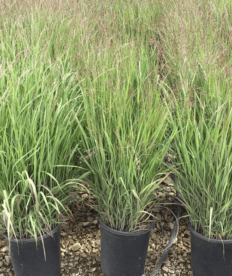 G0119 Grass, Panicum Virgatum 'shenandoah' - View 18 from www redcrocus com