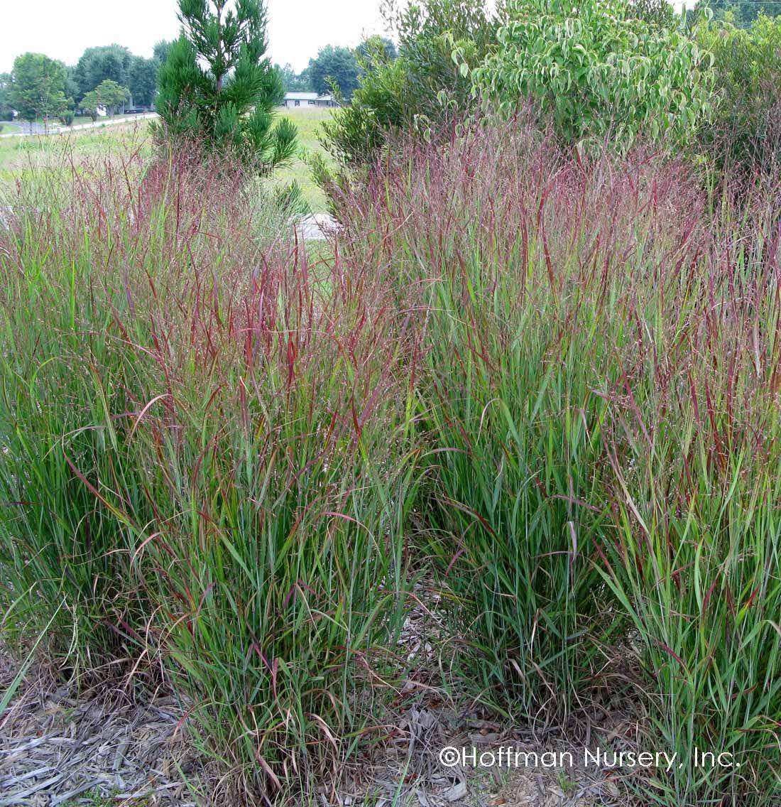 G0119 Grass, Panicum Virgatum 'shenandoah' - View 3 from www redcrocus com