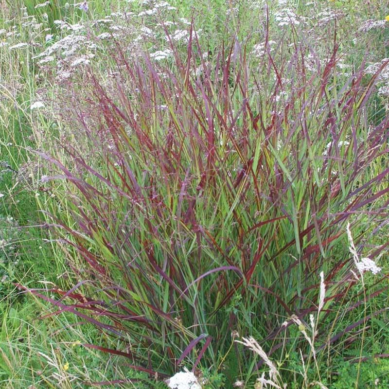 G0119 Grass Panicum Virgatum Shenandoah - View 11 from www redcrocus com