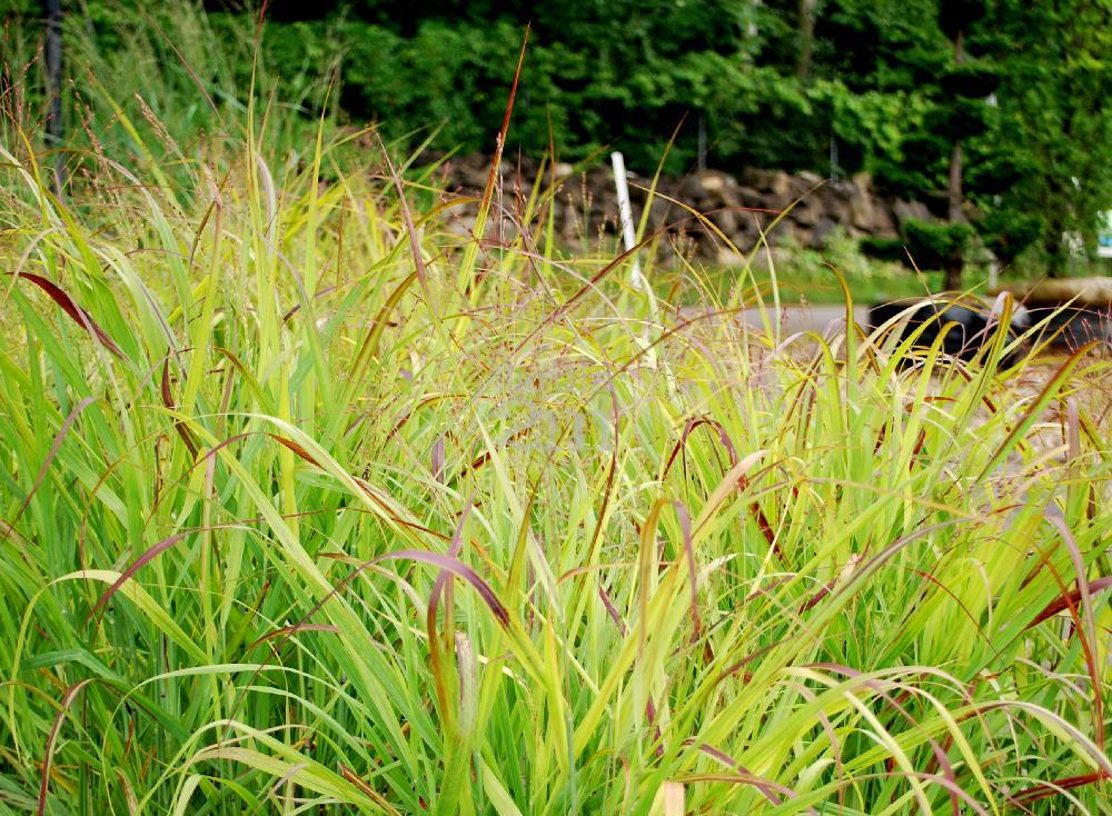 G0119 Grass Panicum Virgatum Shenandoah - View 14 from www redcrocus com