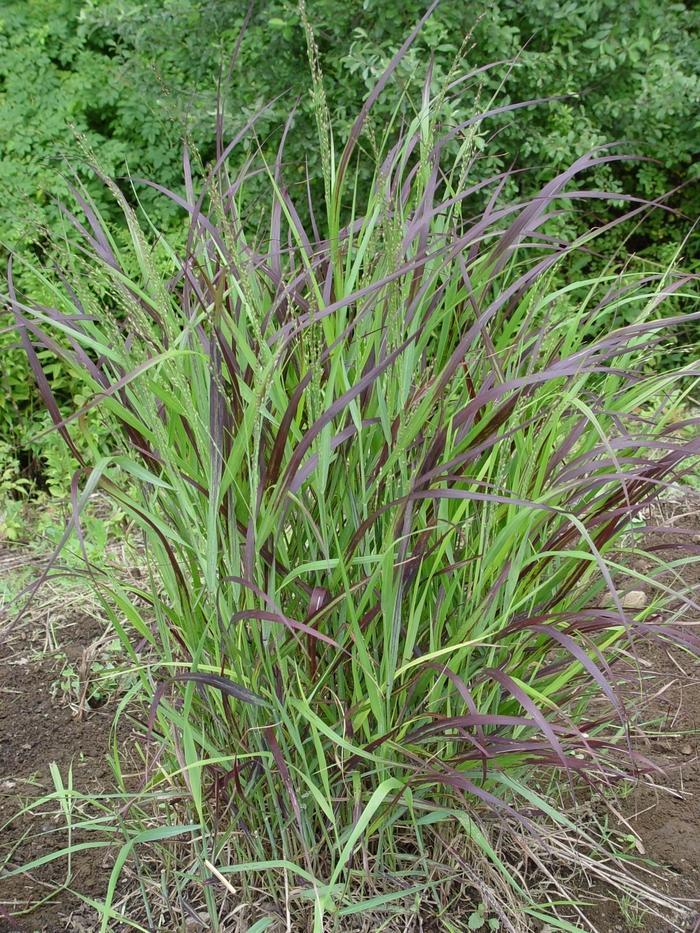 G0119 Grass Panicum Virgatum Shenandoah - View 16 from www redcrocus com