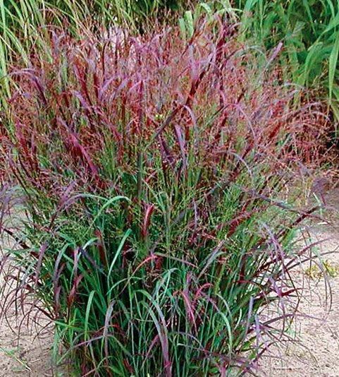 G0119 Grass Panicum Virgatum Shenandoah - View 17 from www redcrocus com