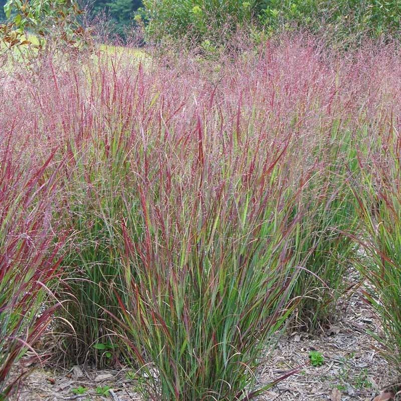 G0119 Grass Panicum Virgatum Shenandoah - View 2 from www redcrocus com
