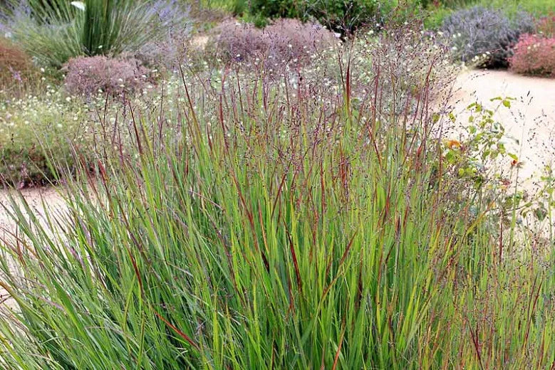 G0119 Grass Panicum Virgatum Shenandoah - View 3 from www redcrocus com