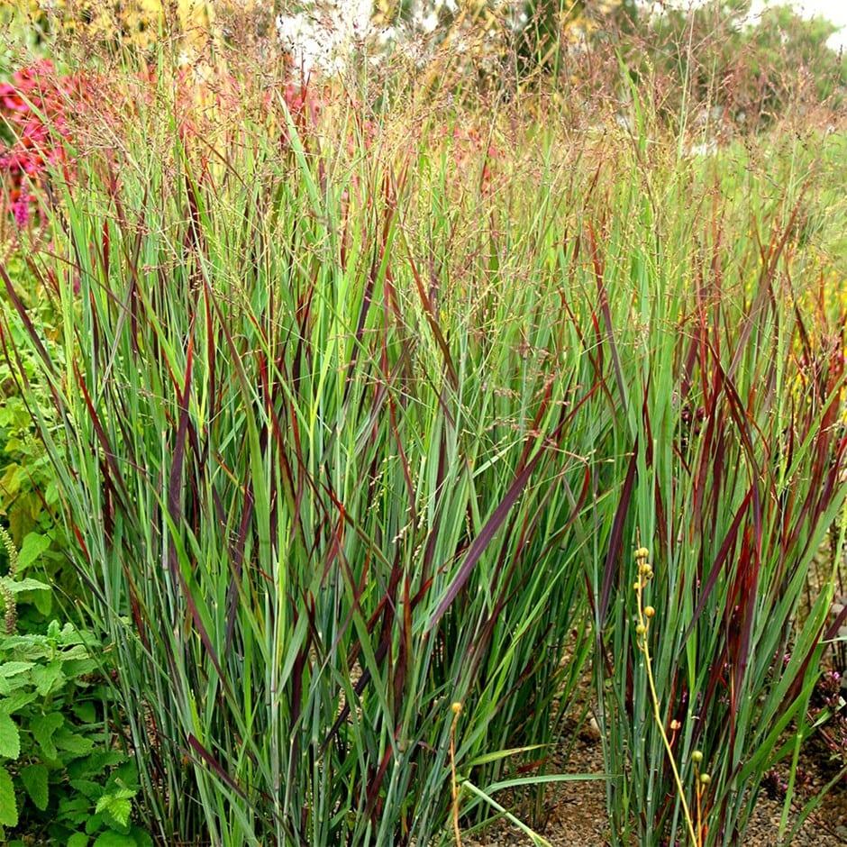 G0119 Grass Panicum Virgatum Shenandoah - View 5 from www redcrocus com