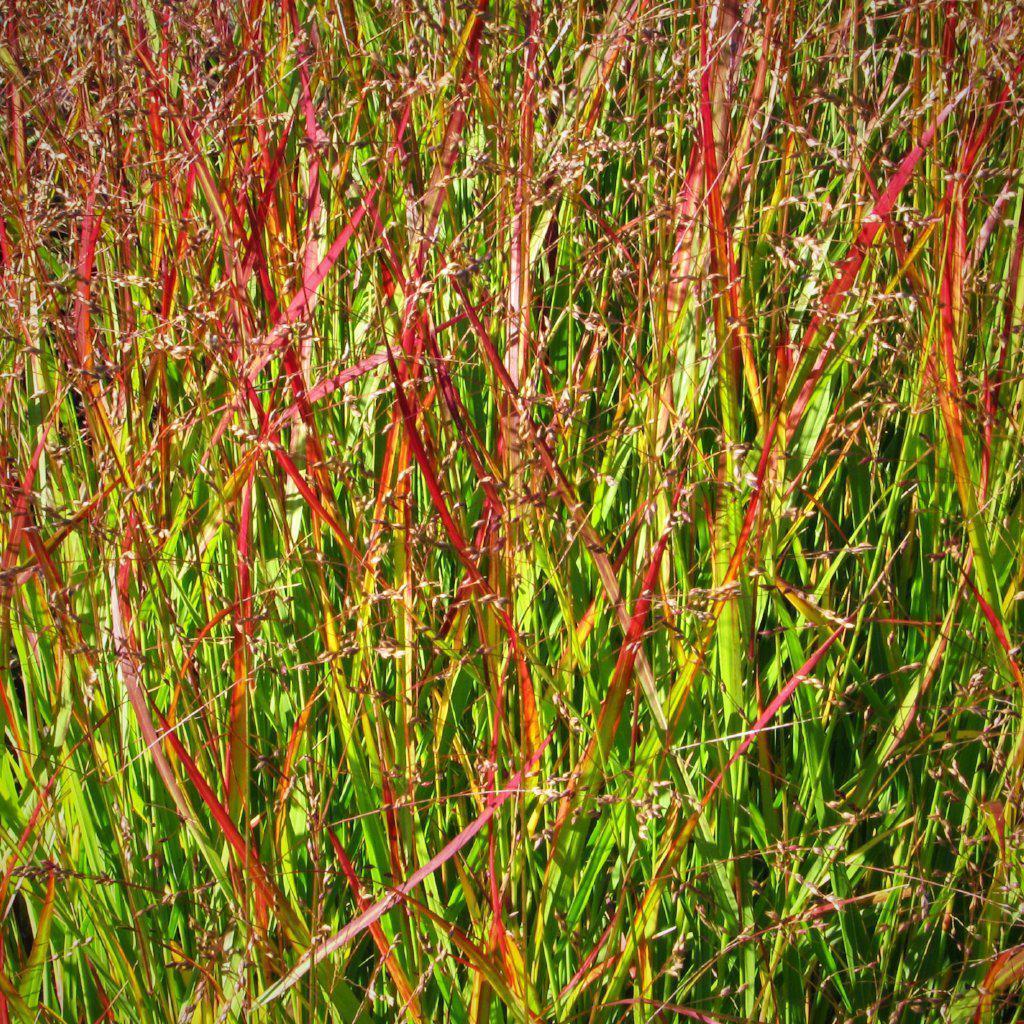 G0119 Grass Panicum Virgatum Shenandoah - View 7 from www redcrocus com