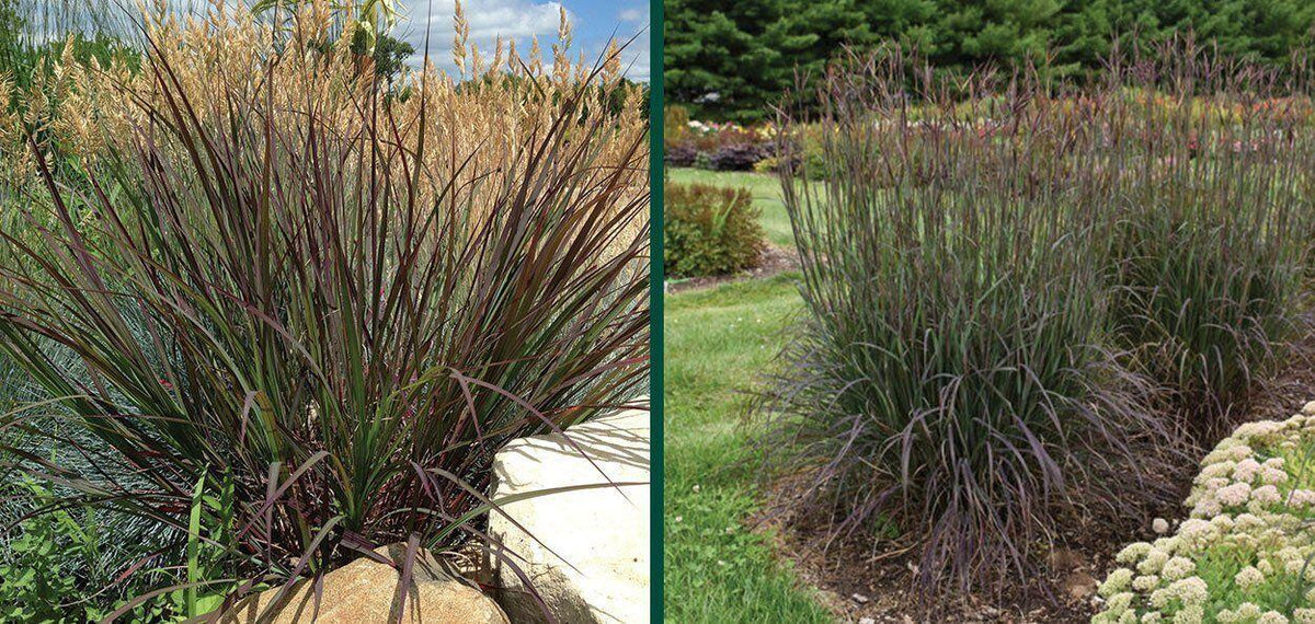 G0131 Grass, Andropogon Gerardii 'blackhawks' - View 10 from www redcrocus com
