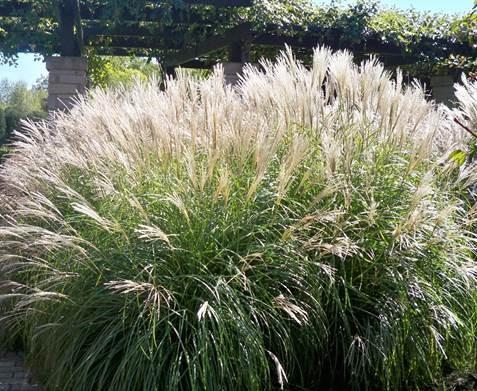 G0012 Grass, Miscanthus Sinensis 'morning Light' - View 15 from www redcrocus com