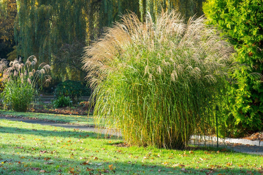 G0029 Grass, Miscanthus Sinensis 'adagio' - View 1 from www redcrocus com